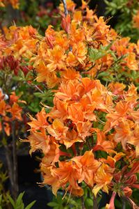 Azalea Golden Eagle